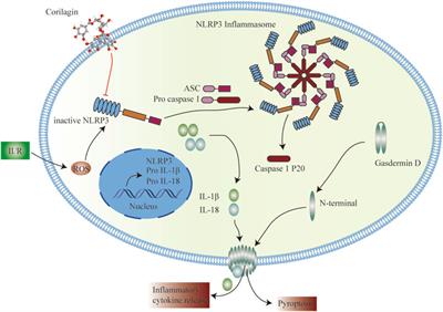 Corilagin alleviates intestinal ischemia/reperfusion-induced intestinal and lung injury in mice via inhibiting NLRP3 inflammasome activation and pyroptosis